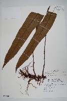 藏品(扇蕨)的圖片