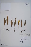 藏品(骨牌蕨)的圖片