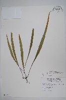 藏品(擬烏蘇里瓦葦)的圖片