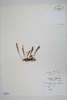 藏品(小葉劍蕨)的圖片