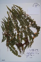 藏品(粗毛鱗蓋蕨)的圖片