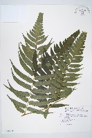 藏品(廣葉鋸齒雙蓋蕨)的圖片