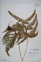 藏品(南海鱗毛蕨)的圖片