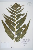 藏品(廣葉鋸齒雙蓋蕨)的圖片