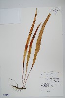 藏品(麟瓦葦、川上氏瓦葦)的圖片