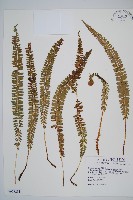 藏品(鋸齒葉耳蕨)的圖片