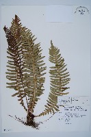 藏品(韓氏羅曼蕨)的圖片