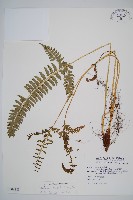 藏品(韓氏耳蕨)的圖片