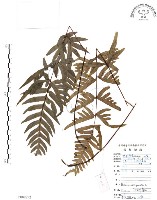 藏品(半邊羽裂鳳尾蕨)的圖片