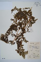 藏品(華南鱗蓋蕨)的圖片