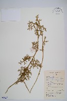 藏品(過山龍)的圖片