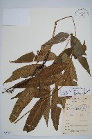 藏品(細柄雙蓋蕨)的圖片