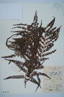 藏品(金狗毛蕨)的圖片