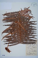 藏品(蘇鐵蕨)的圖片