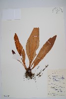 藏品(舌蕨)的圖片