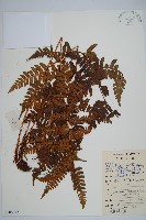 藏品(闊鱗鱗毛蕨)的圖片