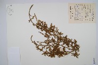 藏品(燈龍草)的圖片