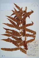 藏品(日本狗脊蕨)的圖片