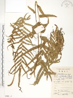 藏品(鱗蓋鳳尾蕨)的圖片