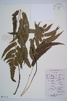 藏品(江南短腸蕨)的圖片