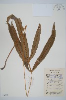 藏品(崇澍蕨)的圖片