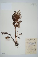 藏品(烏蕨)的圖片