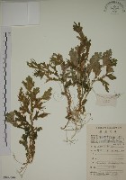 藏品(生根卷柏)的圖片