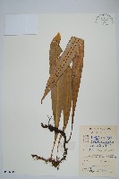 藏品(大星蕨)的圖片