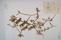 藏品(燈龍草)的圖片