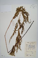 藏品(日本金粉蕨)的圖片