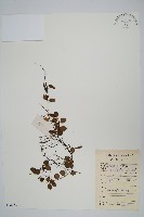 藏品(抱樹蕨、伏石蕨)的圖片