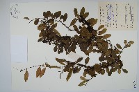 藏品(骨牌蕨)的圖片