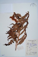 藏品(日本狗脊蕨)的圖片