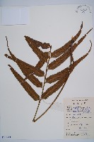 藏品(萊氏鐵角蕨)的圖片