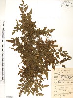 藏品(海金沙)的圖片