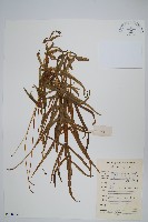 藏品(箭葉鳳尾蕨)的圖片