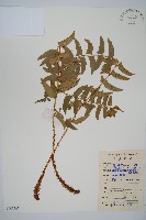 藏品(鐮羽貫眾)的圖片