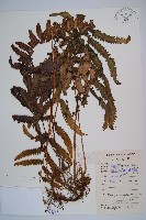 藏品(邊緣鱗蓋蕨)的圖片