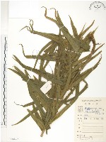 藏品(鱗蓋鳳尾蕨)的圖片