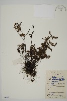 藏品(多鱗粉背蕨)的圖片