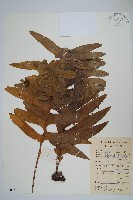 藏品(箭葉星蕨)的圖片