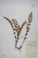 藏品(碎米蕨)的圖片