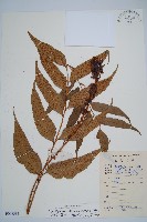 藏品(披針貫眾蕨)的圖片