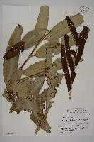 藏品(鹵蕨)的圖片