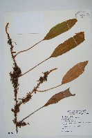 藏品(石葦)的圖片