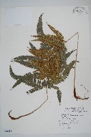 藏品(細葉複葉耳蕨)的圖片