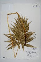 藏品(傅氏鳳尾蕨)的圖片