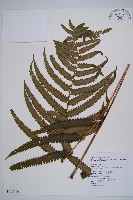 藏品(邊緣鱗蓋蕨)的圖片