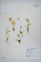 藏品(傅氏鳳尾蕨)的圖片