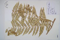 藏品(觀音座蓮)的圖片